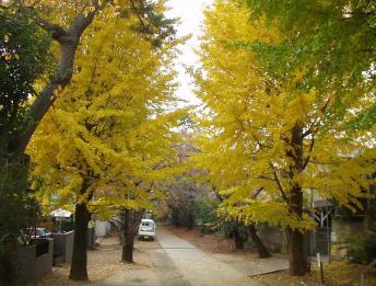 浅間神社イチョウ6.12.6