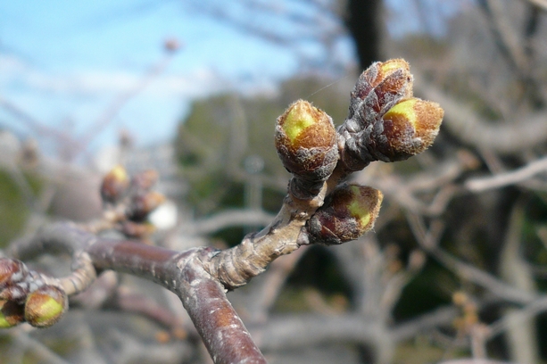 cherry blossom.jpg