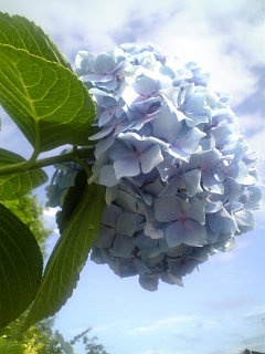 紫陽花４.jpg