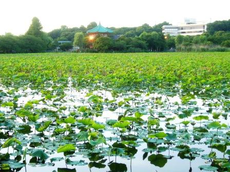 忍ばずの池の緑