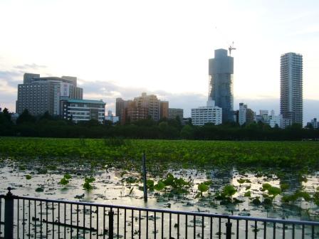 夕暮れ忍ばずの池