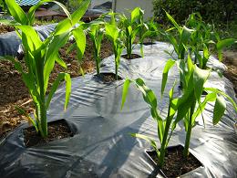 トウモロコシ　４月３０日 (2).JPG