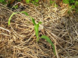 トウモロコシ　４月３０日 (3).JPG