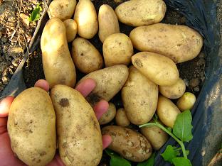 メークインの収穫 6月6日.jpg