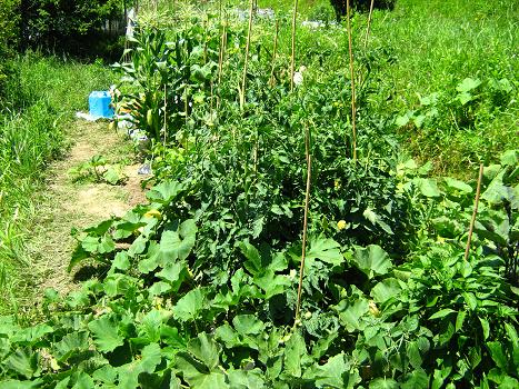 畑の様子 6月16日(2).jpg