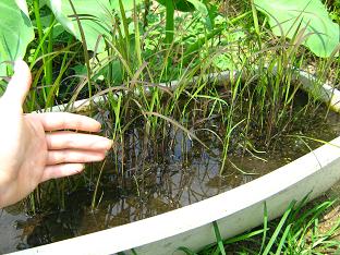 古代米 7月6日.jpg