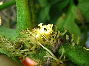 トマトの枝 7月6日.jpg