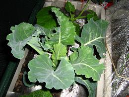 カリフラワー　４月１８日