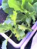 レタス　１０月９日