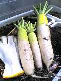 袋栽培ダイコン　３月３日（２）