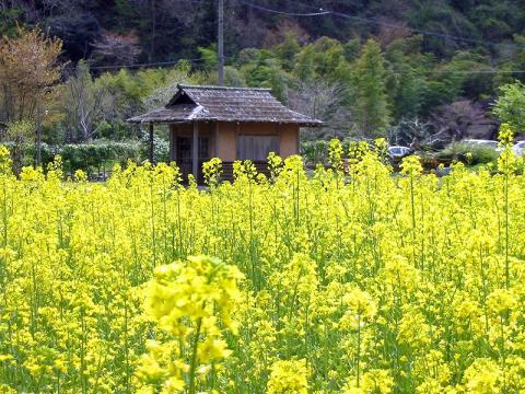 菜の花