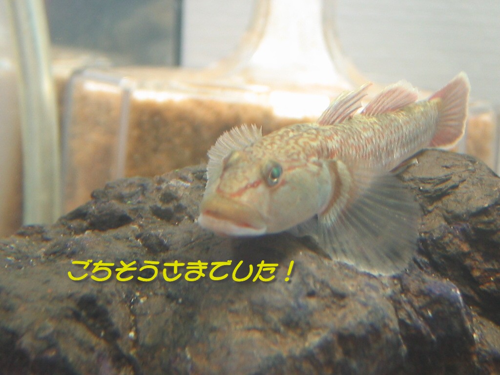 ごちそうさま！