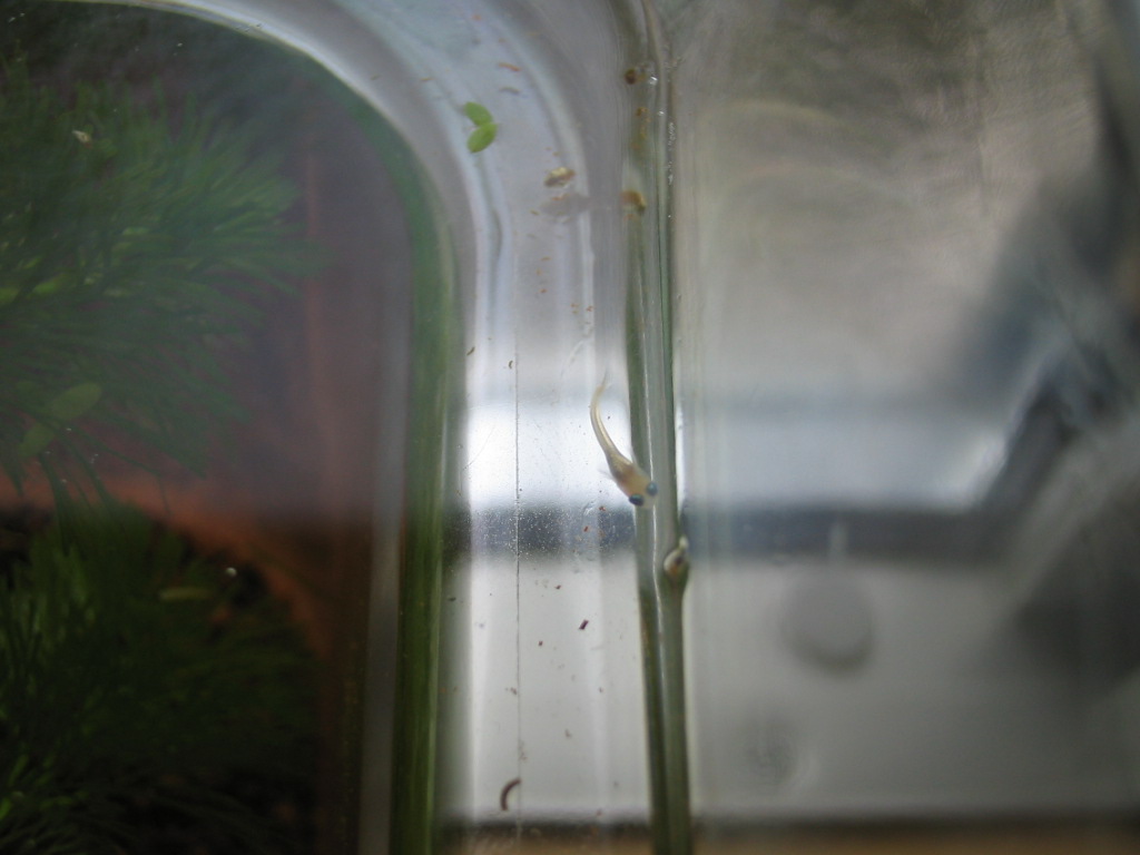 トイレ水槽稚メダカ