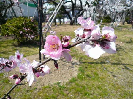 アーモンドの花01