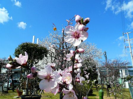 アーモンドの花02