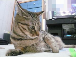 なに？.jpg