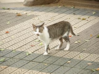 長崎の猫たち５の１.JPG