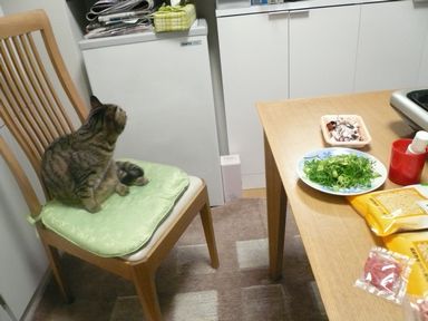 ミーちゃんは　たこ焼き番