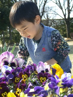 20080405hana.JPG