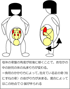 妊婦さんと胎児の足 イラスト追加 一日一歩 楽天ブログ