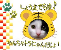 しょう太　寅.JPG