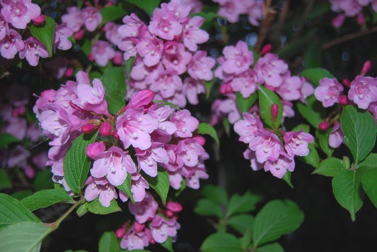 自然の森に やさしいピンクの花の木 嬉しい時間創り 楽天ブログ