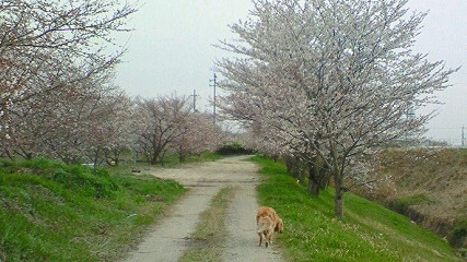 桜とティアラ