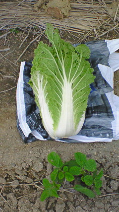 野菜