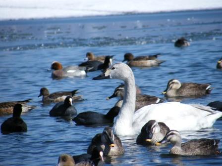 諏訪湖の白鳥