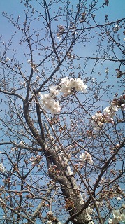 sakura2.jpg