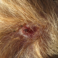 犬にかまれた犬の傷２