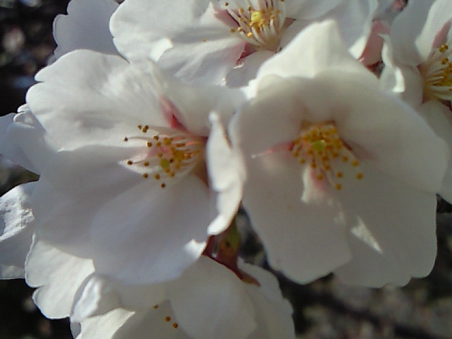 さくらの花