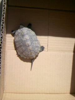 日光浴カメさん