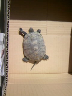 日光浴カメさん