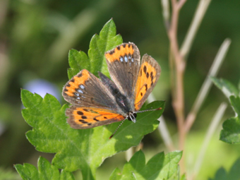 IMG_1746 のコピー .jpg