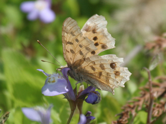 IMG_1751 のコピー .jpg