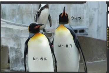 オードリーペンギン.jpg