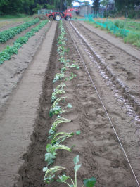 P5071108　畝.JPG