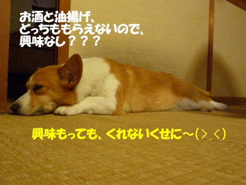 本日のcoccoa090721