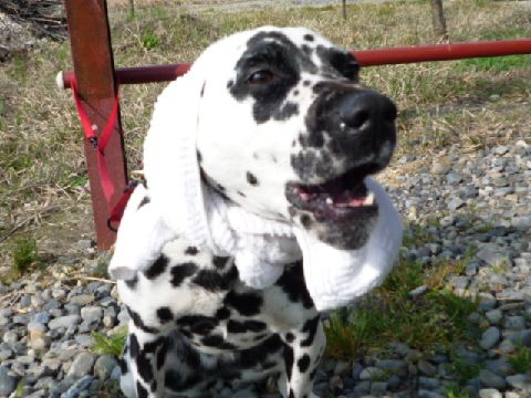はるちゃん、ケーキ待ち