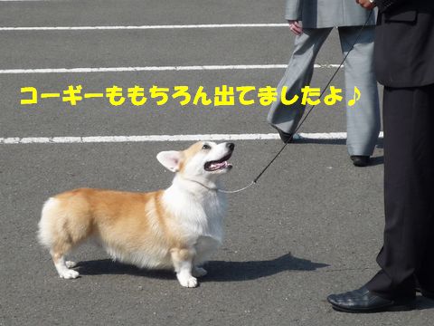 ドッグショーコーギー