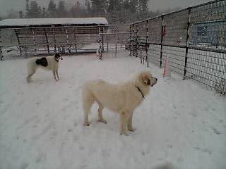 雪のドッグラン