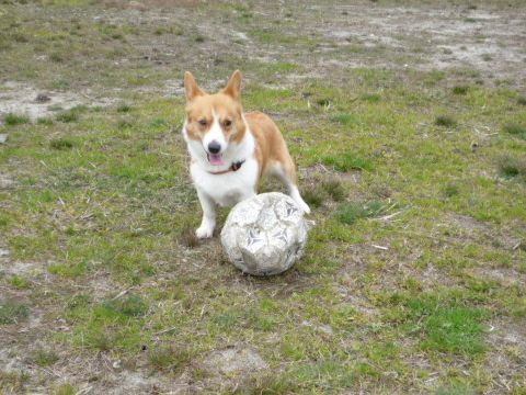 本日もsoccerです！