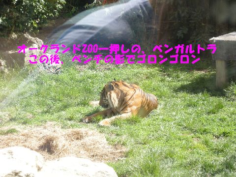 ベンガルトラ