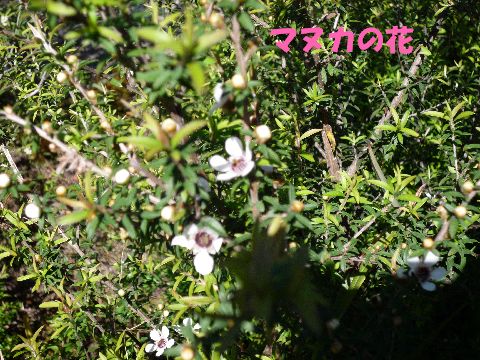 manuka