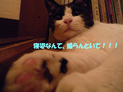 新之助寝姿1