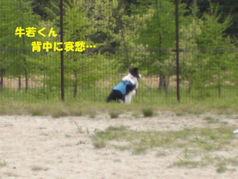 哀愁の牛若