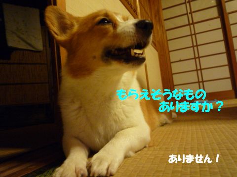 本日のcoccoa090716