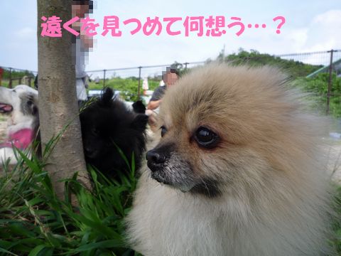 もの思うポメ