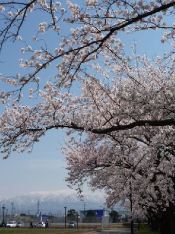 桜090410-1